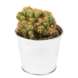 Кактус Кристата